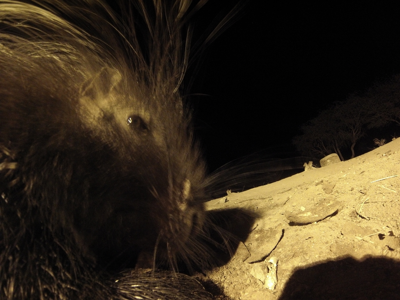 [12114] 2016_06_23_20_10_29_Africa_Hero3-Silver_Edition_IMG__01147.jpg