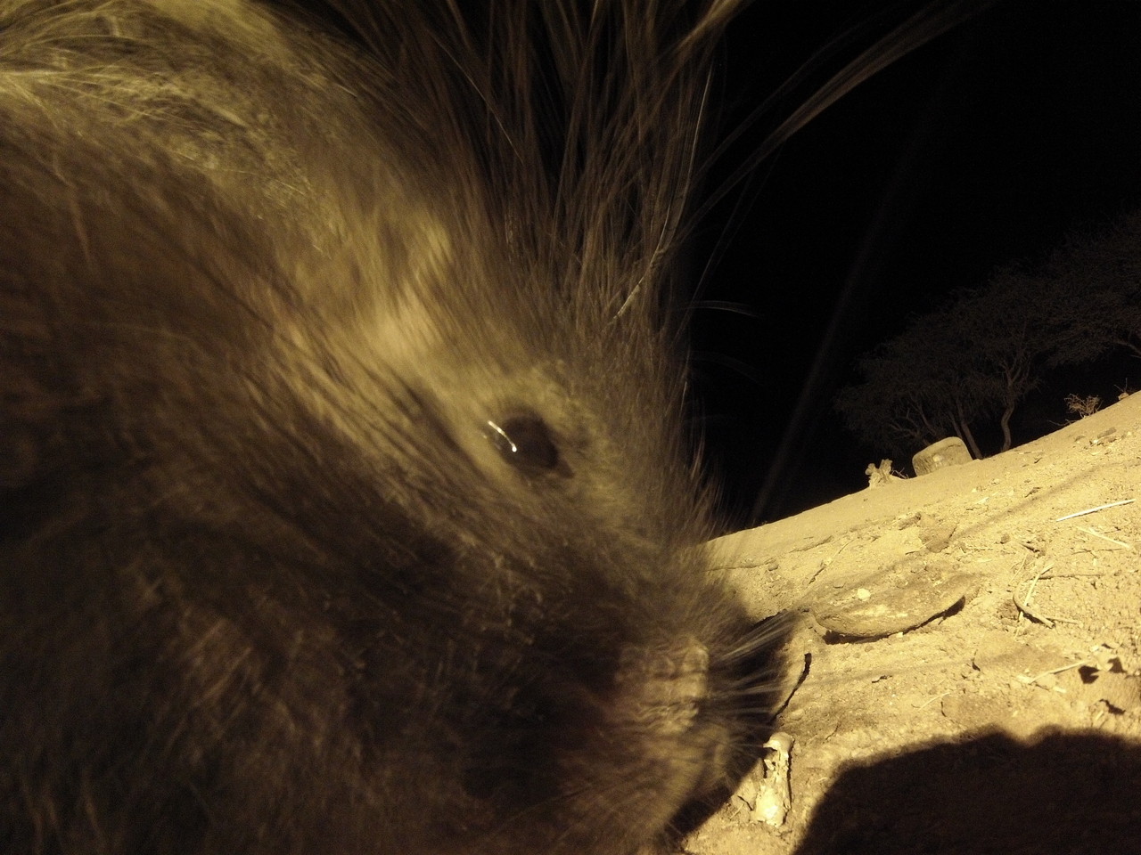 [12124] 2016_06_23_20_10_37_Africa_Hero3-Silver_Edition_IMG__01149.jpg