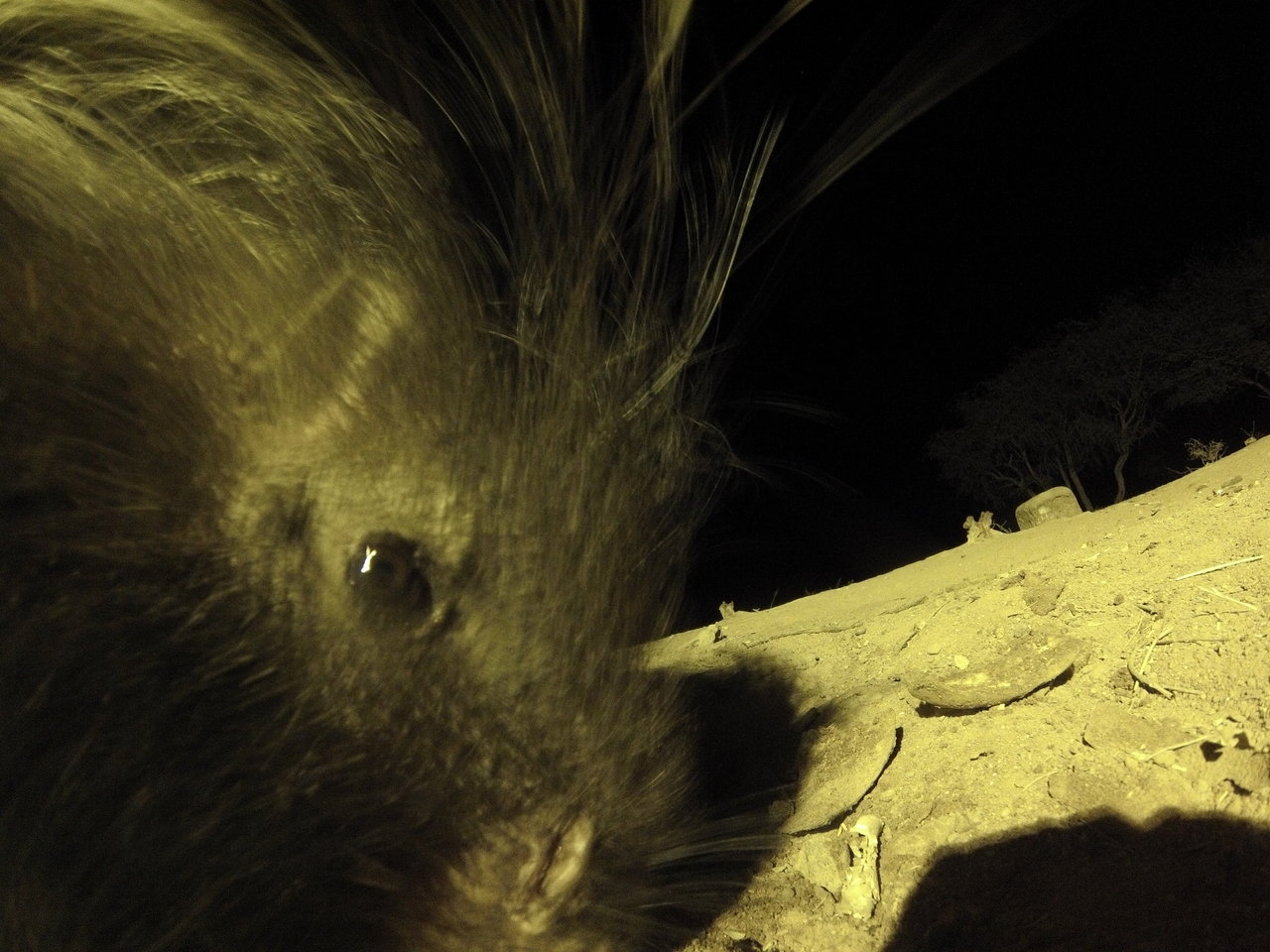 [12138] 2016_06_23_20_10_48_Africa_Hero3-Silver_Edition_IMG__01600.jpg