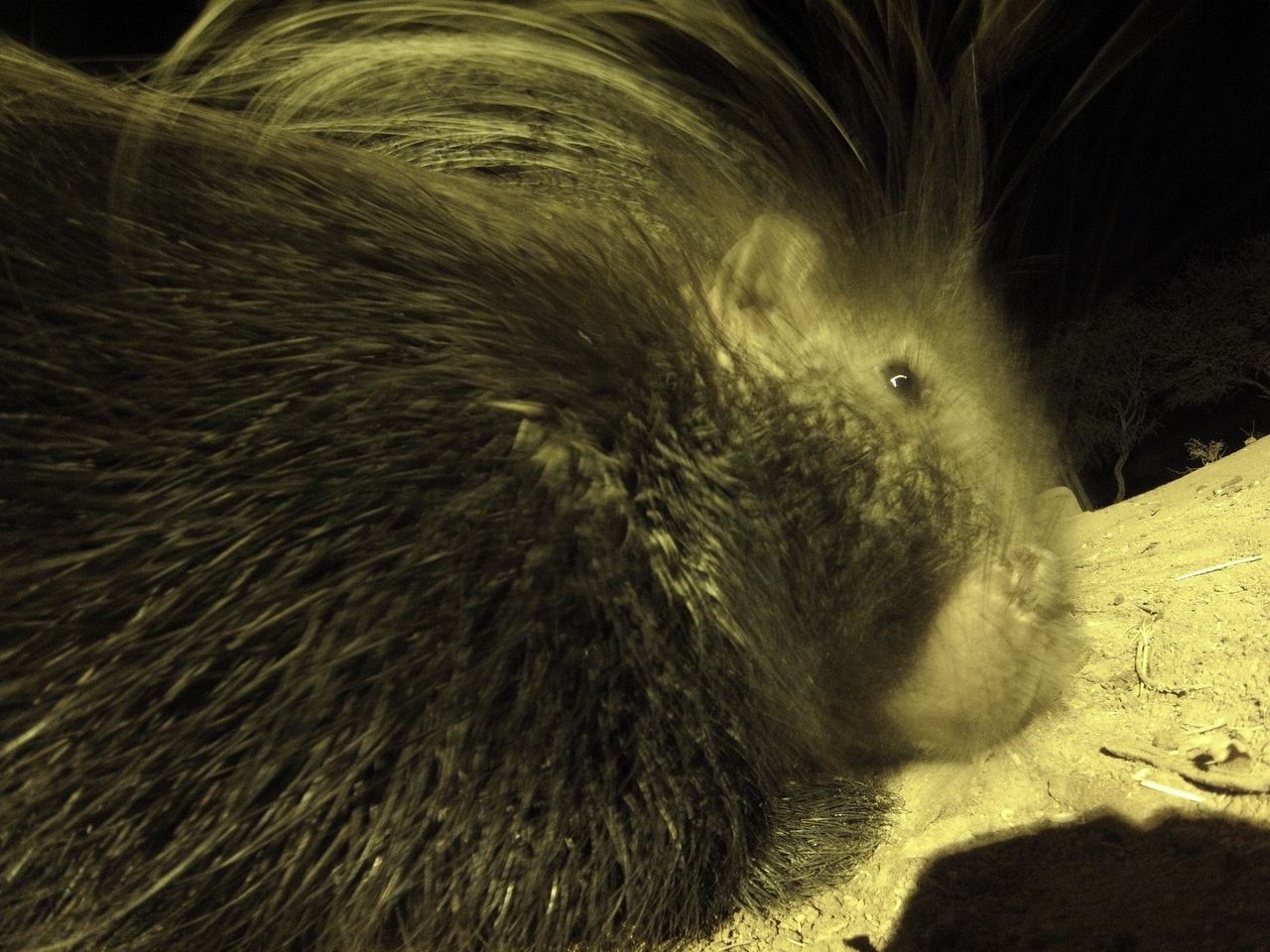 [12201] 2016_06_23_20_11_45_Africa_Hero3-Silver_Edition_IMG__01166.jpg