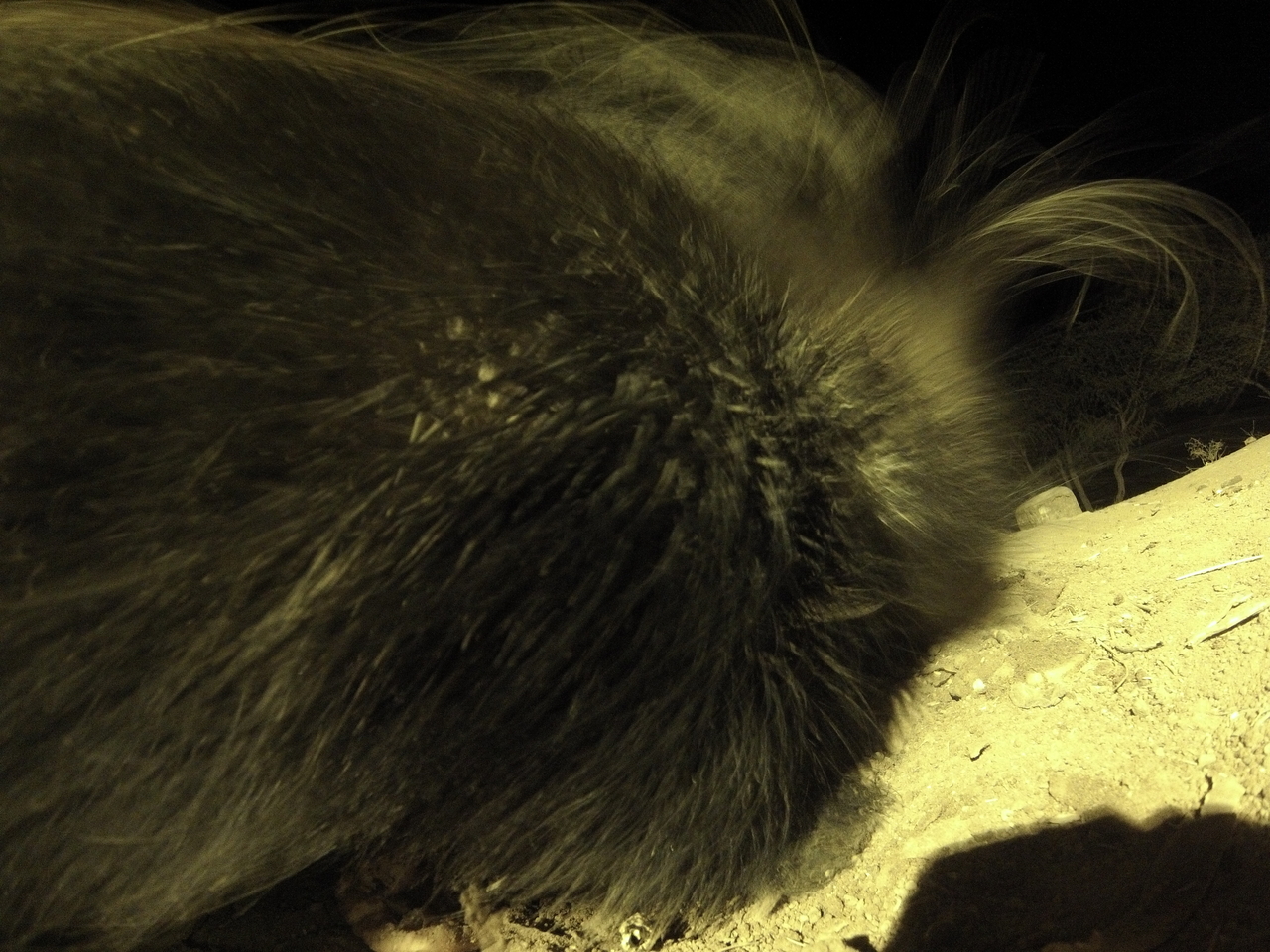 [12207] 2016_06_23_20_11_49_Africa_Hero3-Silver_Edition_IMG__01615.jpg