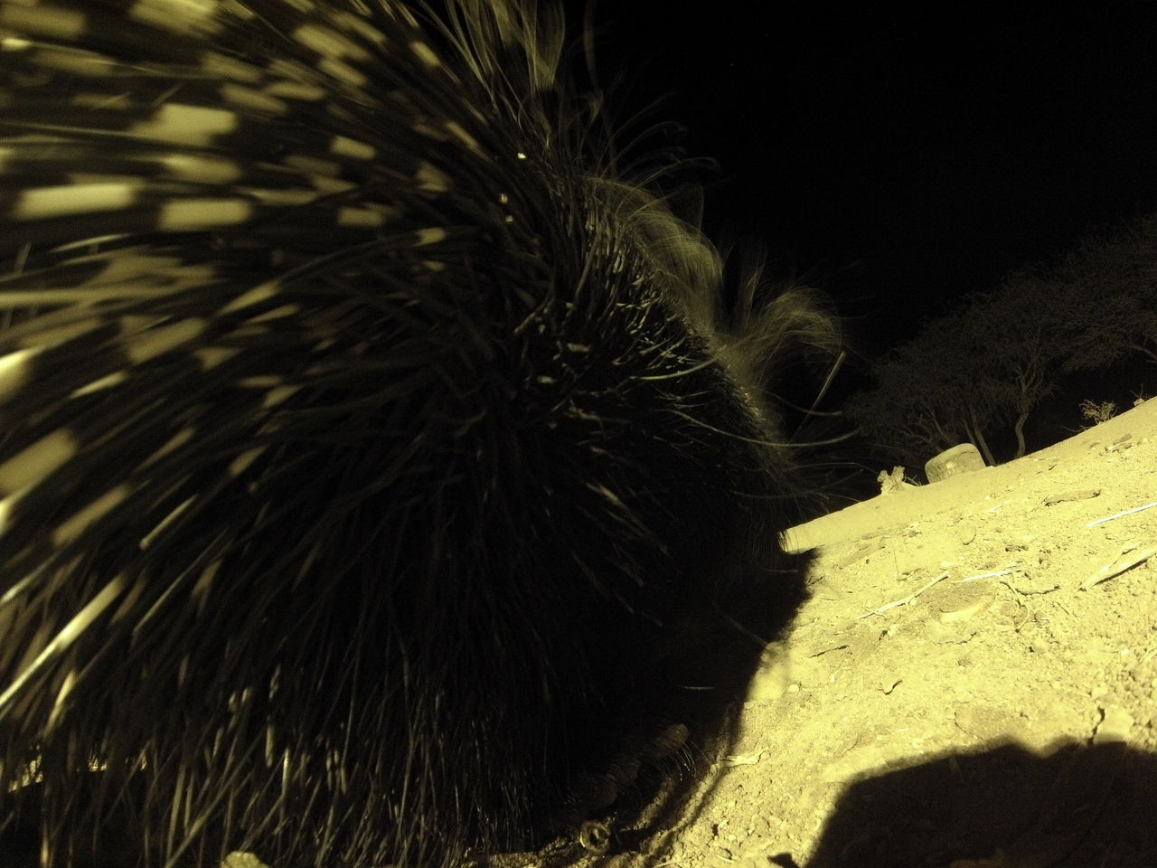 [12221] 2016_06_23_20_12_01_Africa_Hero3-Silver_Edition_IMG__01170.jpg