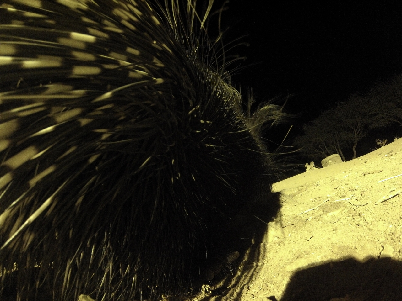 [12224] 2016_06_23_20_12_05_Africa_Hero3-Silver_Edition_IMG__01171.jpg