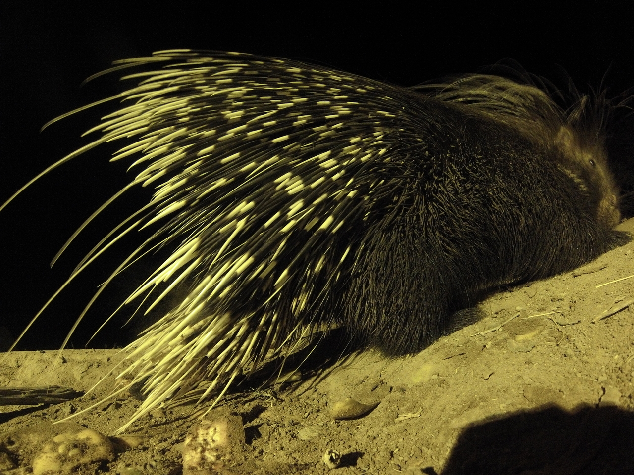 [12245] 2016_06_23_20_12_20_Africa_Hero3-Silver_Edition_IMG__01175.jpg