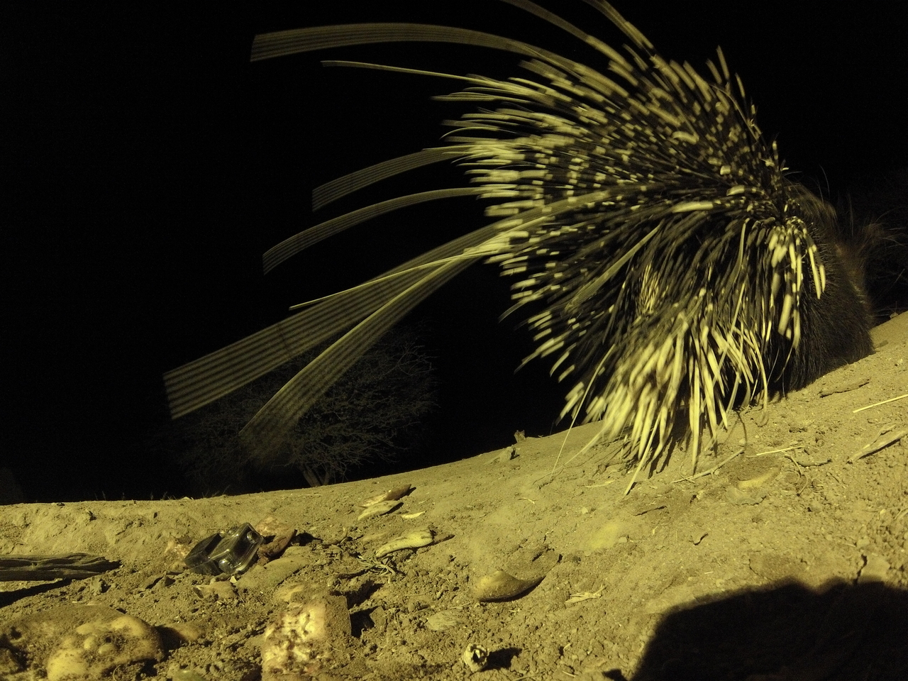 [12254] 2016_06_23_20_12_28_Africa_Hero3-Silver_Edition_IMG__00231.jpg