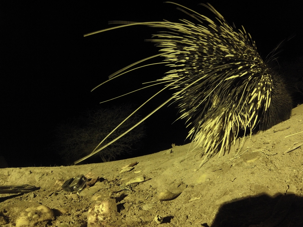 [12259] 2016_06_23_20_12_32_Africa_Hero3-Silver_Edition_IMG__00232.jpg