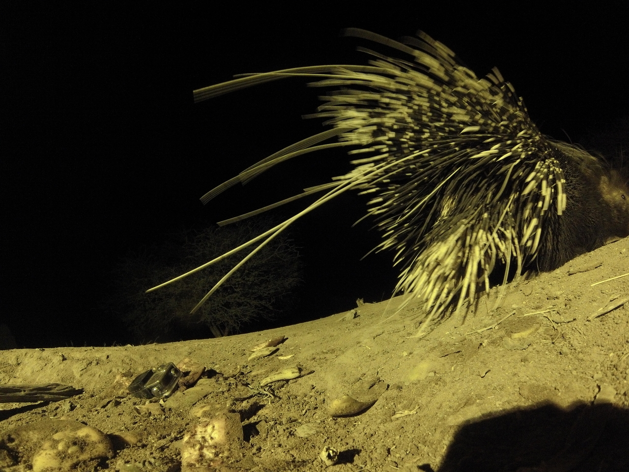 [12267] 2016_06_23_20_12_40_Africa_Hero3-Silver_Edition_IMG__00234.jpg