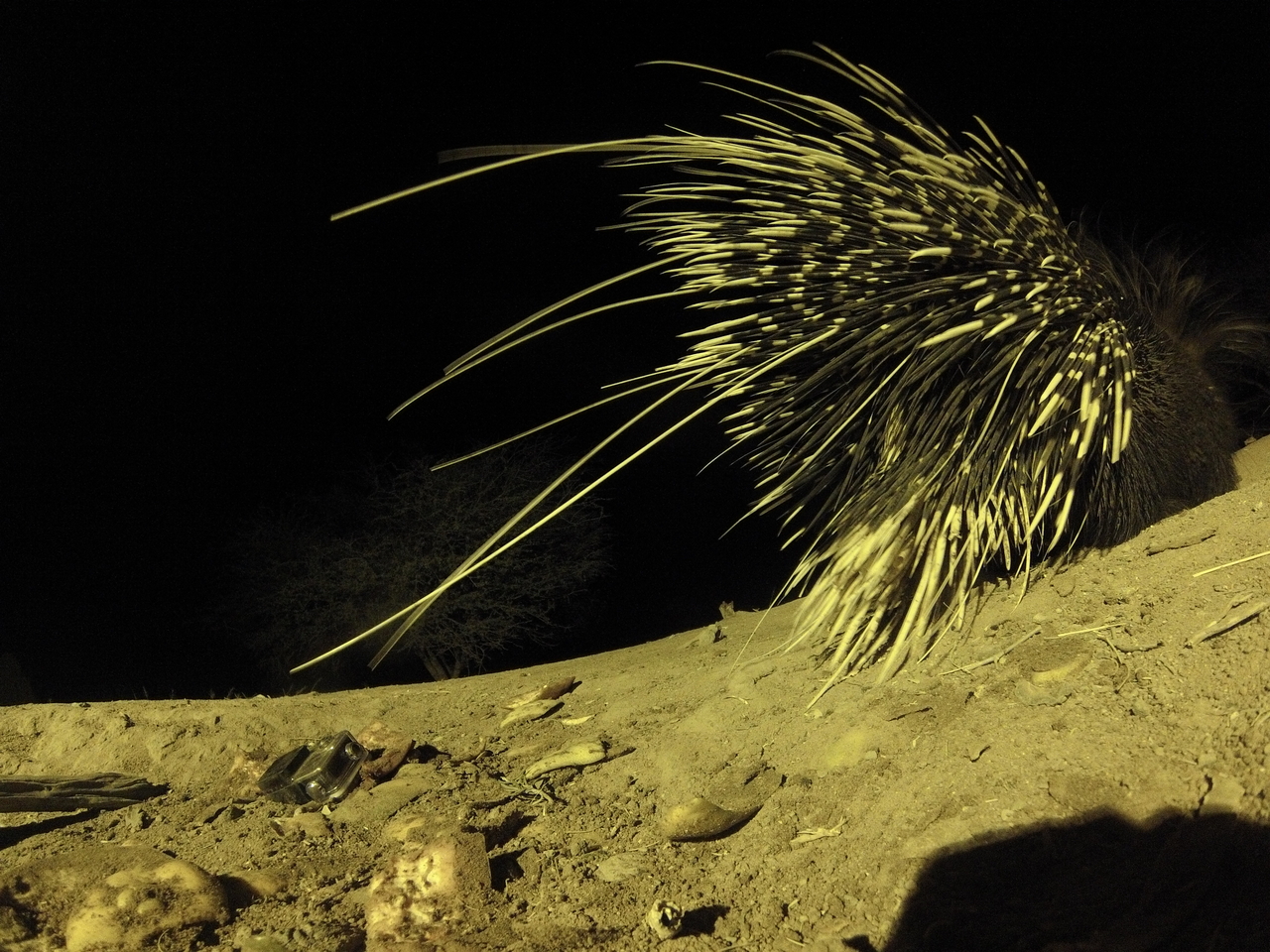 [12273] 2016_06_23_20_12_44_Africa_Hero3-Silver_Edition_IMG__01181.jpg