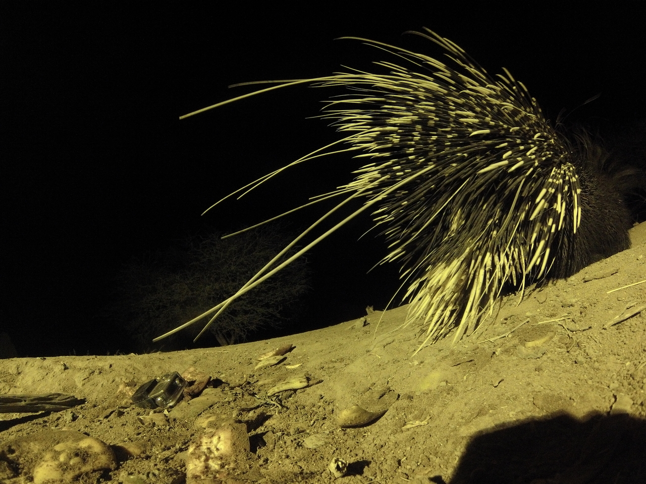 [12282] 2016_06_23_20_12_52_Africa_Hero3-Silver_Edition_IMG__00237.jpg