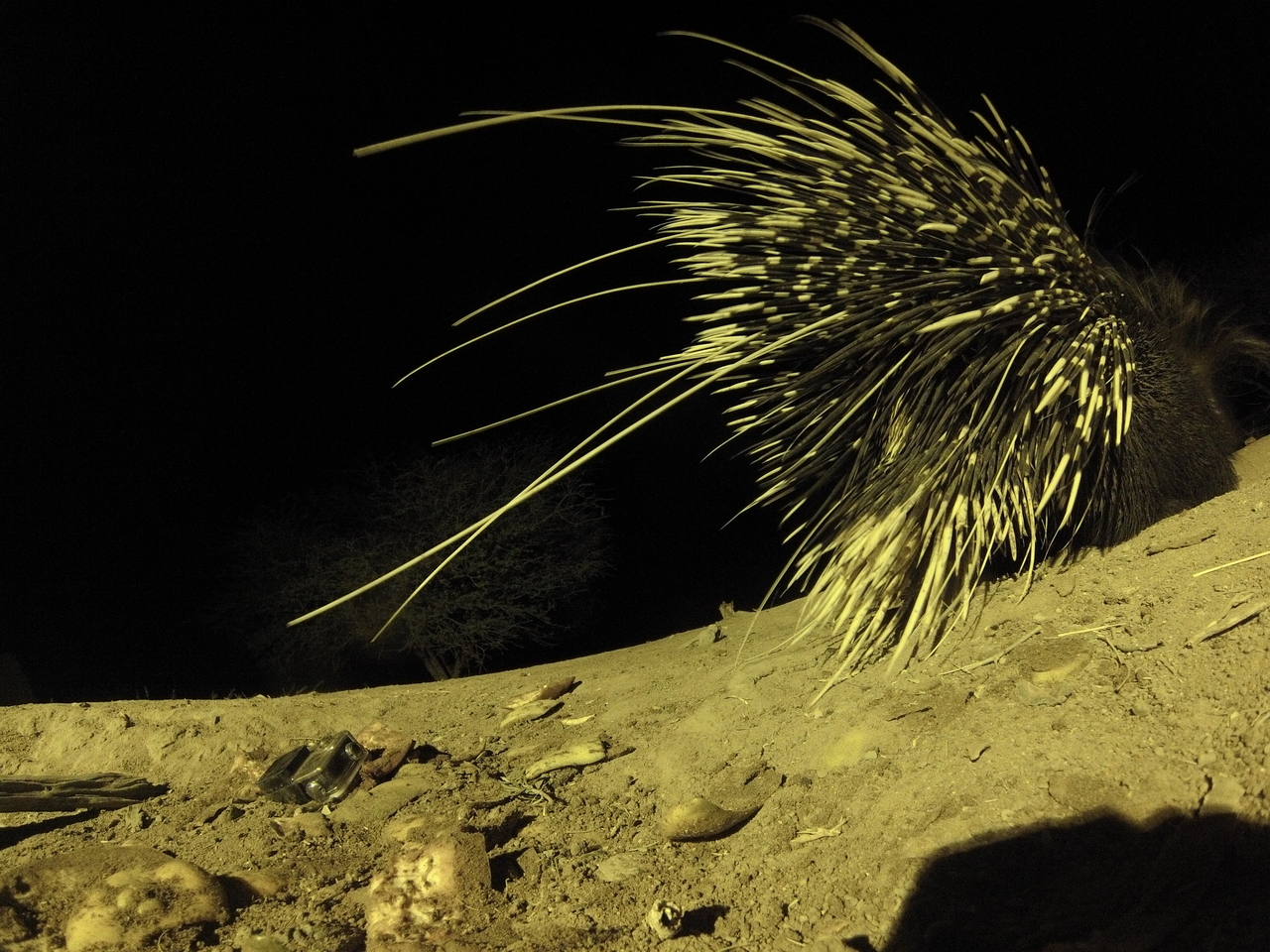 [12288] 2016_06_23_20_12_56_Africa_Hero3-Silver_Edition_IMG__01184.jpg