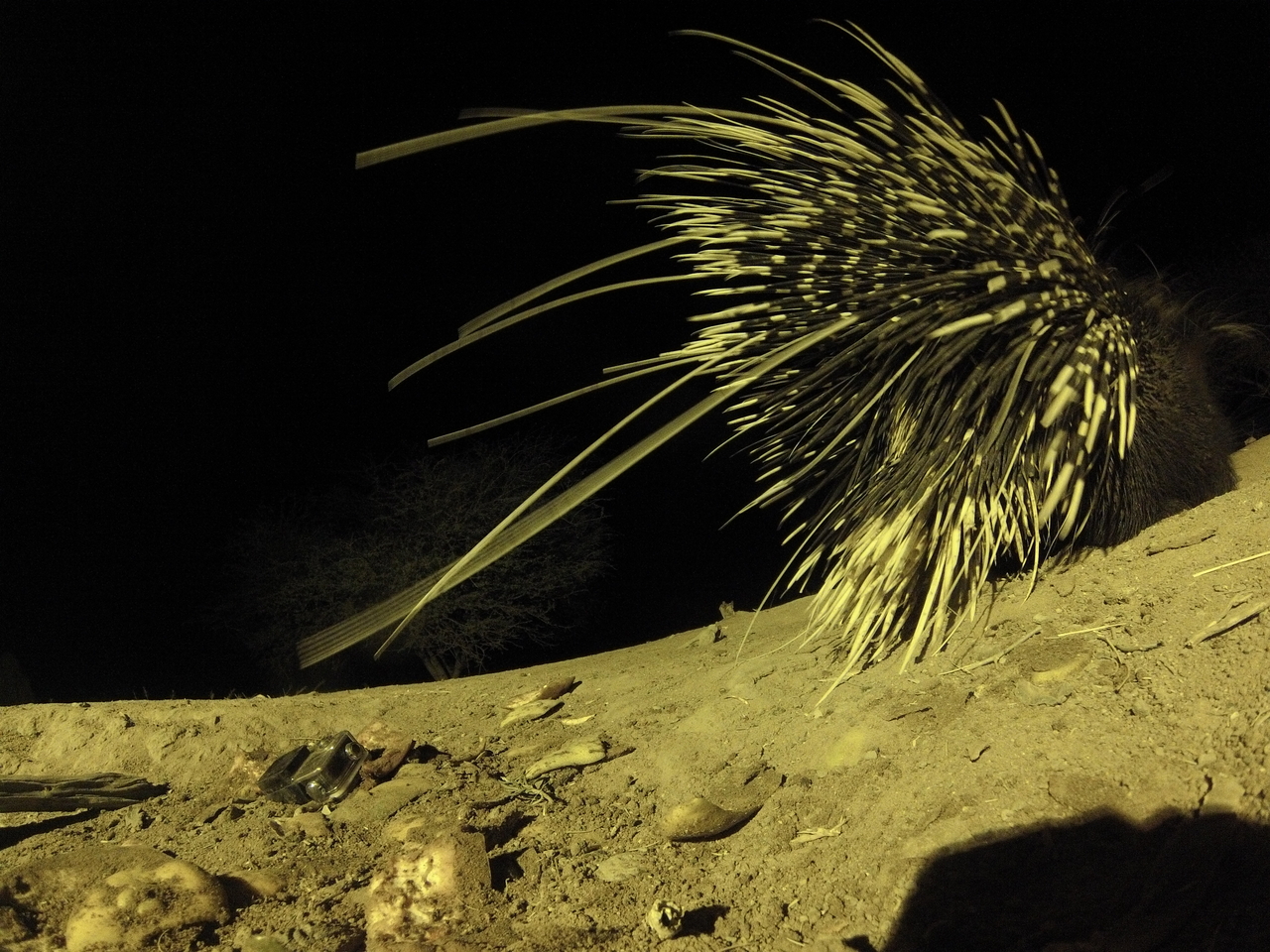 [12290] 2016_06_23_20_13_00_Africa_Hero3-Silver_Edition_IMG__00239.jpg