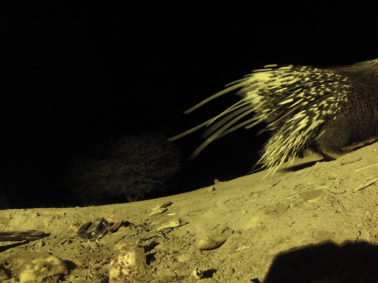 [12303] 2016_06_23_20_13_08_Africa_Hero3-Silver_Edition_IMG__00241.jpg