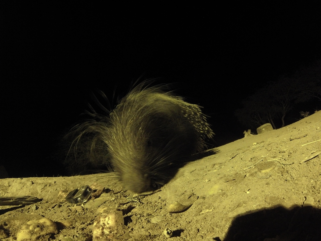 [12383] 2016_06_23_20_14_14_Africa_Hero3-Silver_Edition_IMG__00259.jpg