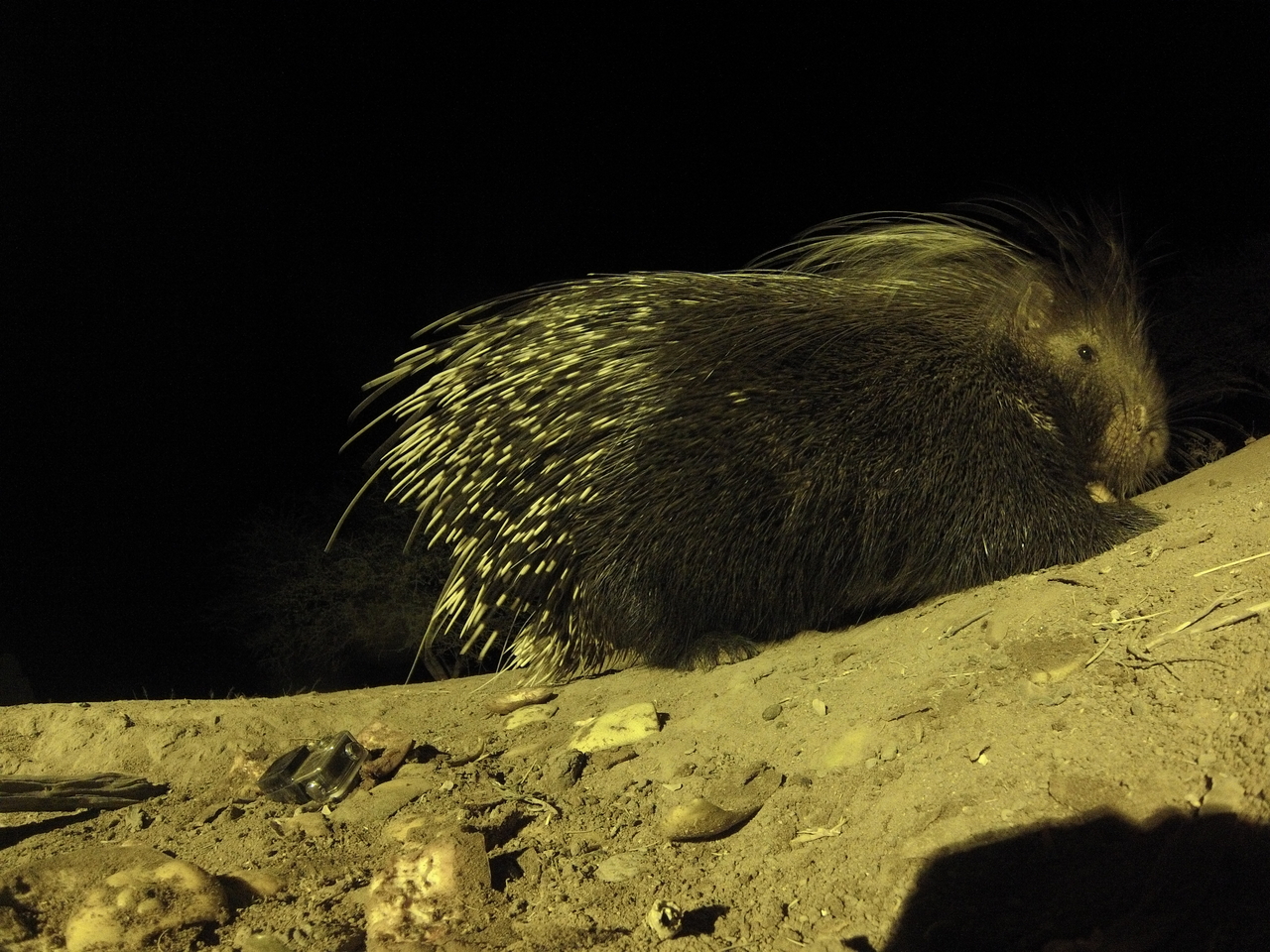 [12406] 2016_06_23_20_14_30_Africa_Hero3-Silver_Edition_IMG__01657.jpg