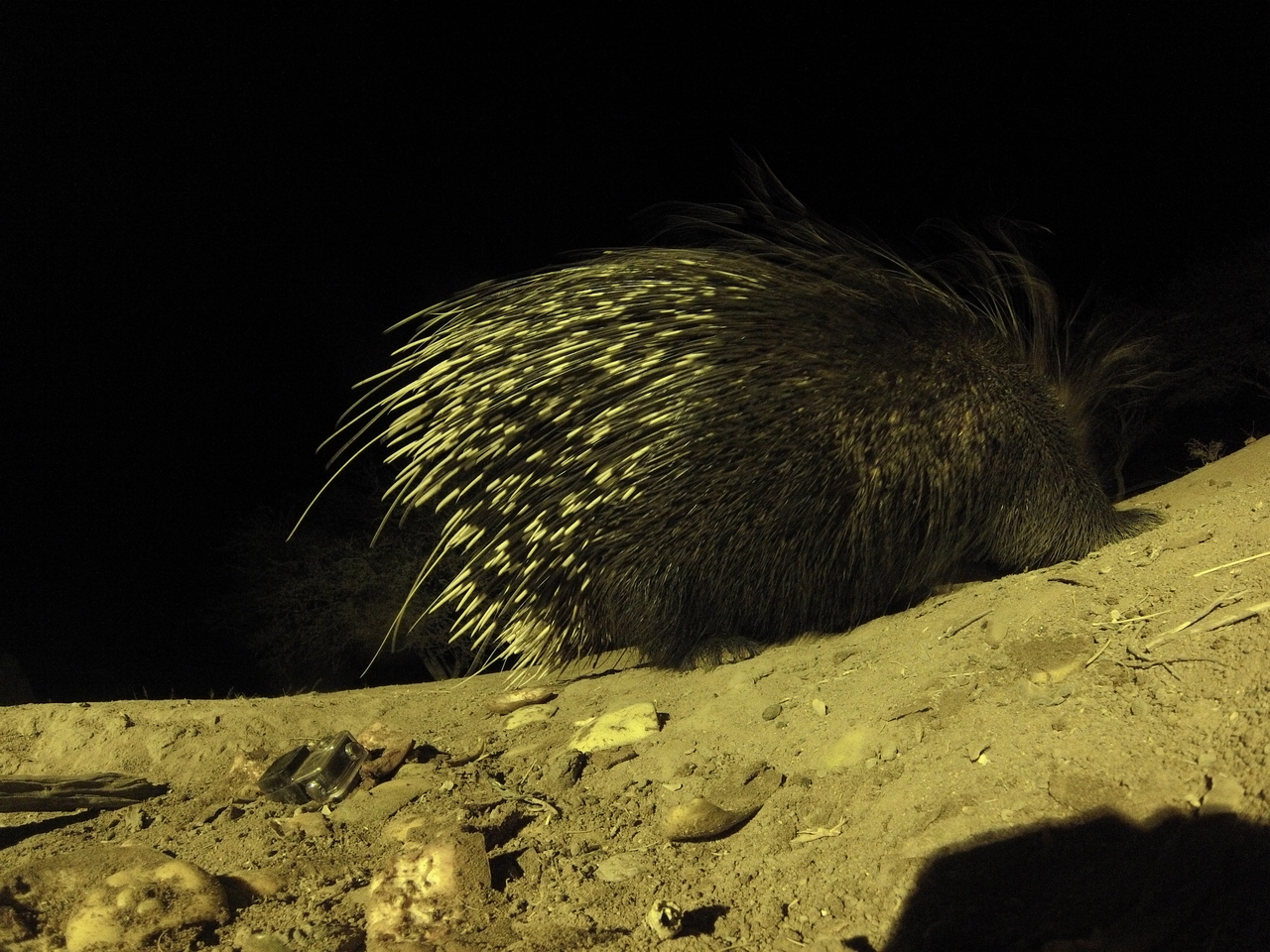 [12419] 2016_06_23_20_14_42_Africa_Hero3-Silver_Edition_IMG__00266.jpg