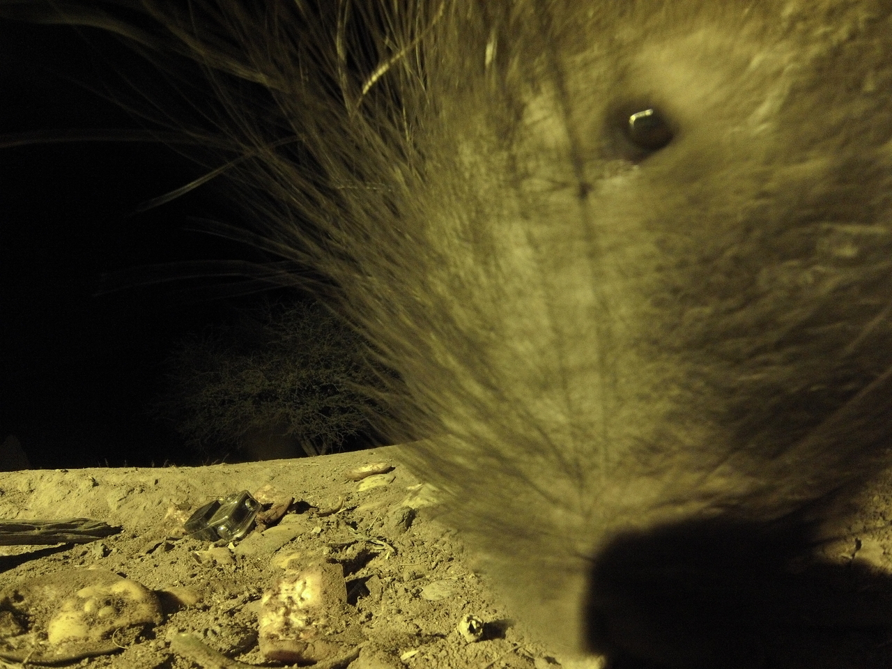 [12440] 2016_06_23_20_15_00_Africa_Hero3-Silver_Edition_IMG__00271.jpg