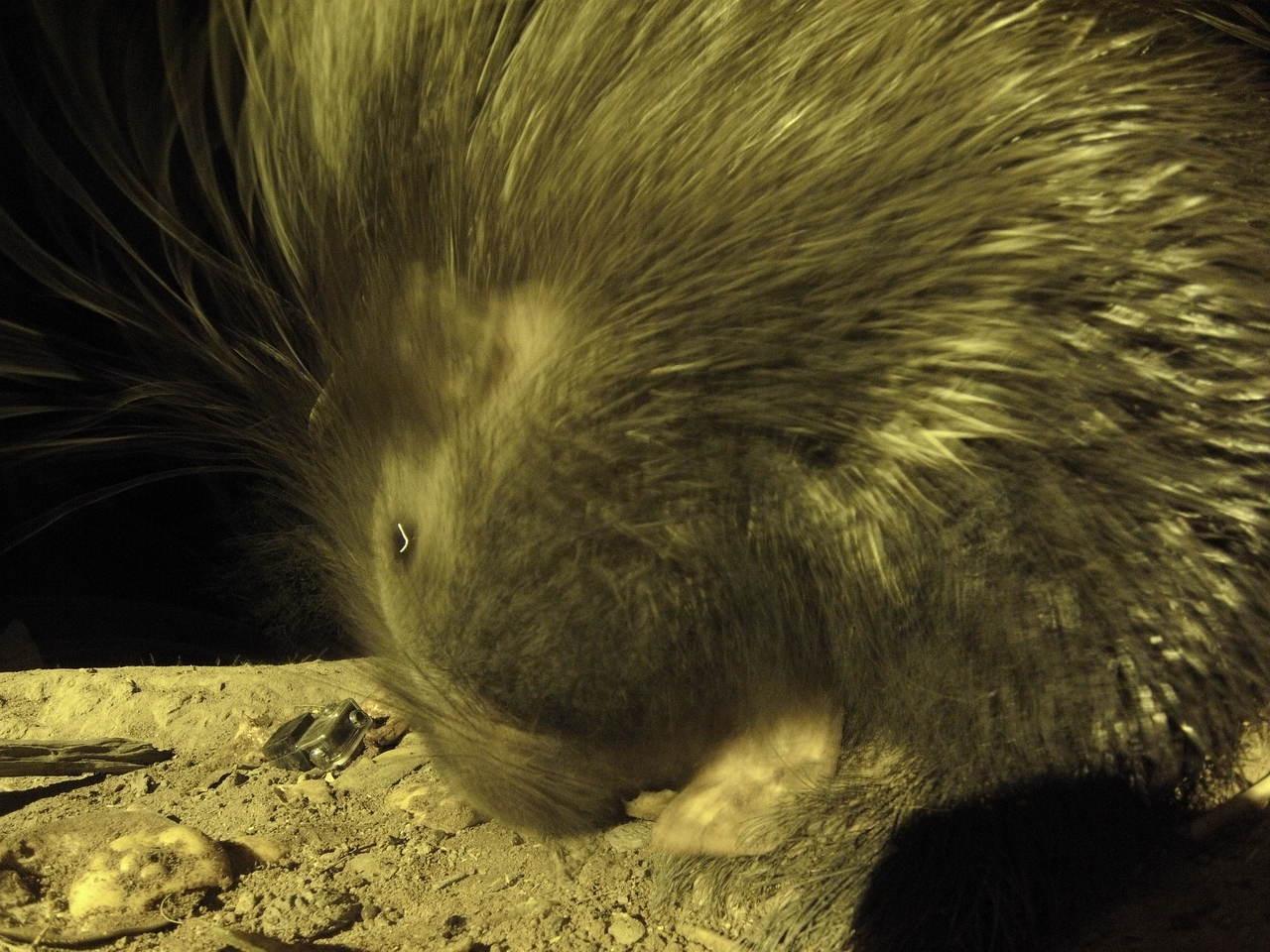 [12470] 2016_06_23_20_15_25_Africa_Hero3-Silver_Edition_IMG__01671.jpg