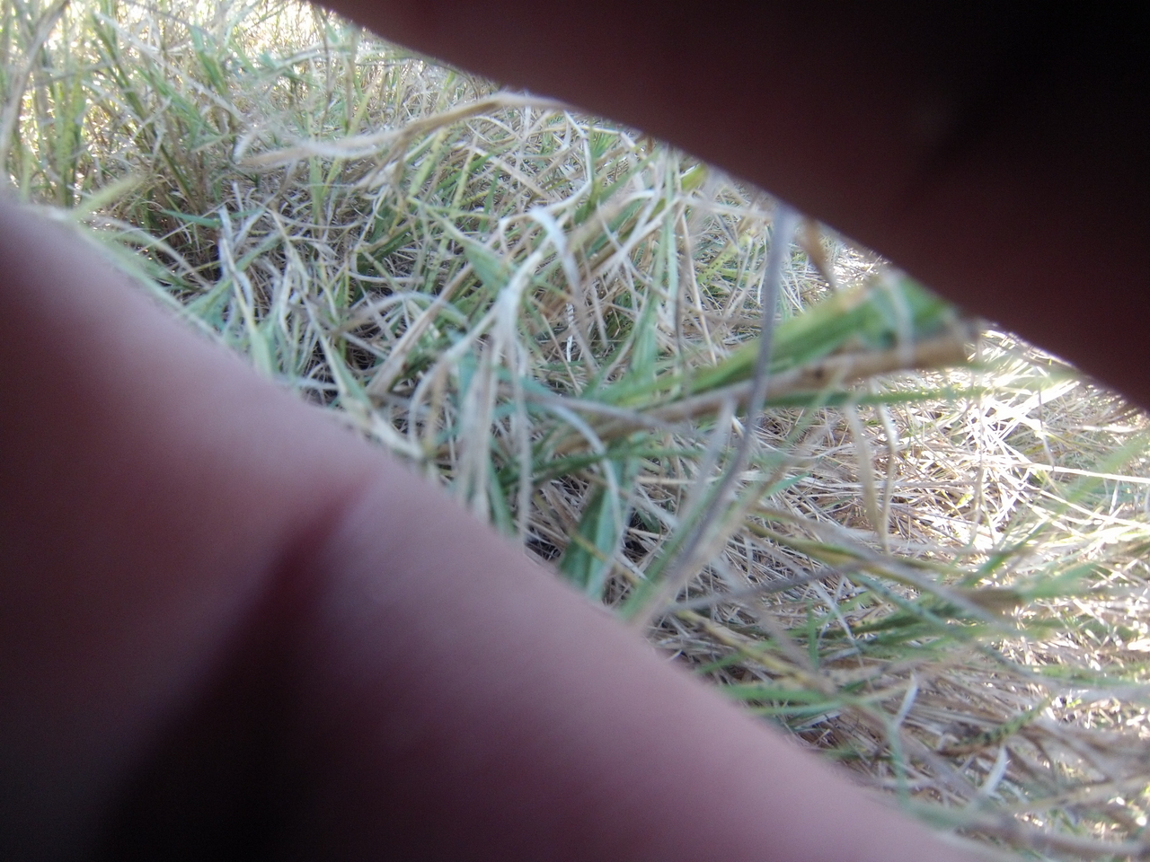 [25347] 2016_06_30_15_00_23_Africa_Hero3-Silver_Edition_IMG__01938.jpg