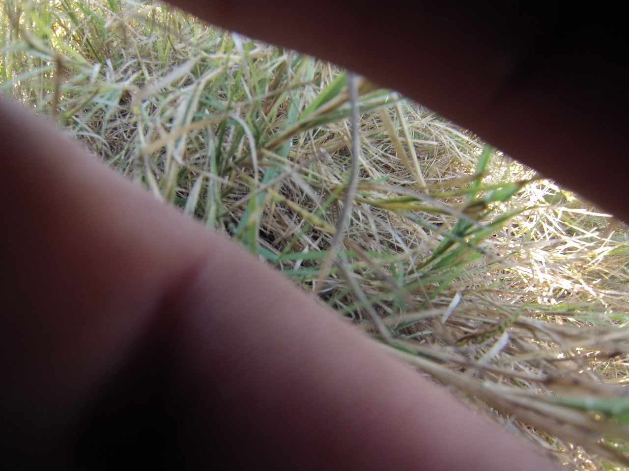 [25350] 2016_06_30_15_00_25_Africa_Hero3-Silver_Edition_IMG__01939.jpg