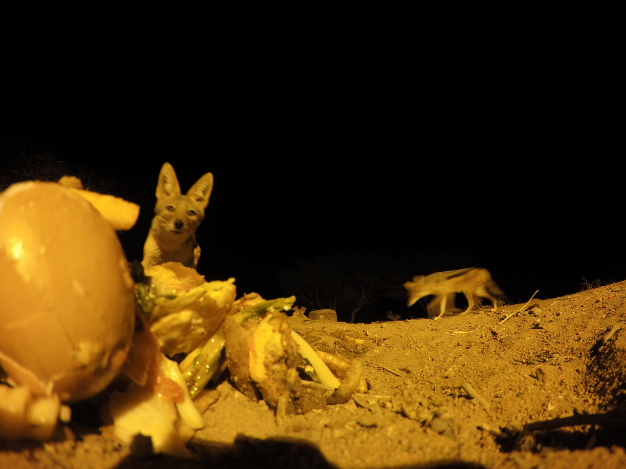 [10168] 2016_06_23_19_01_06_Africa_HERO4_Silver_IMG__00024.jpg