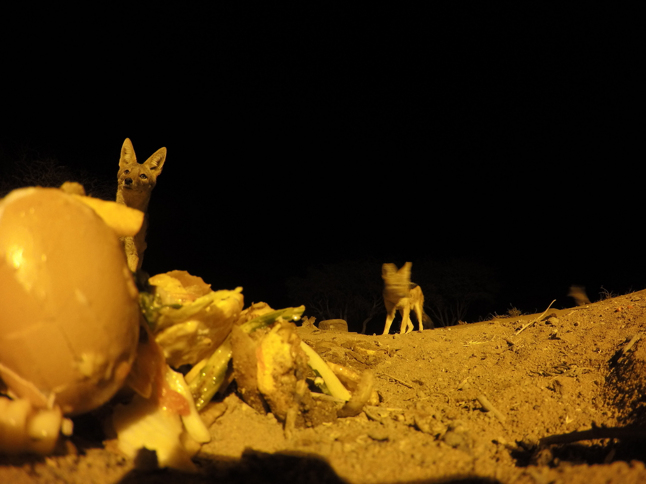 [10181] 2016_06_23_19_01_16_Africa_HERO4_Silver_IMG__03881.jpg