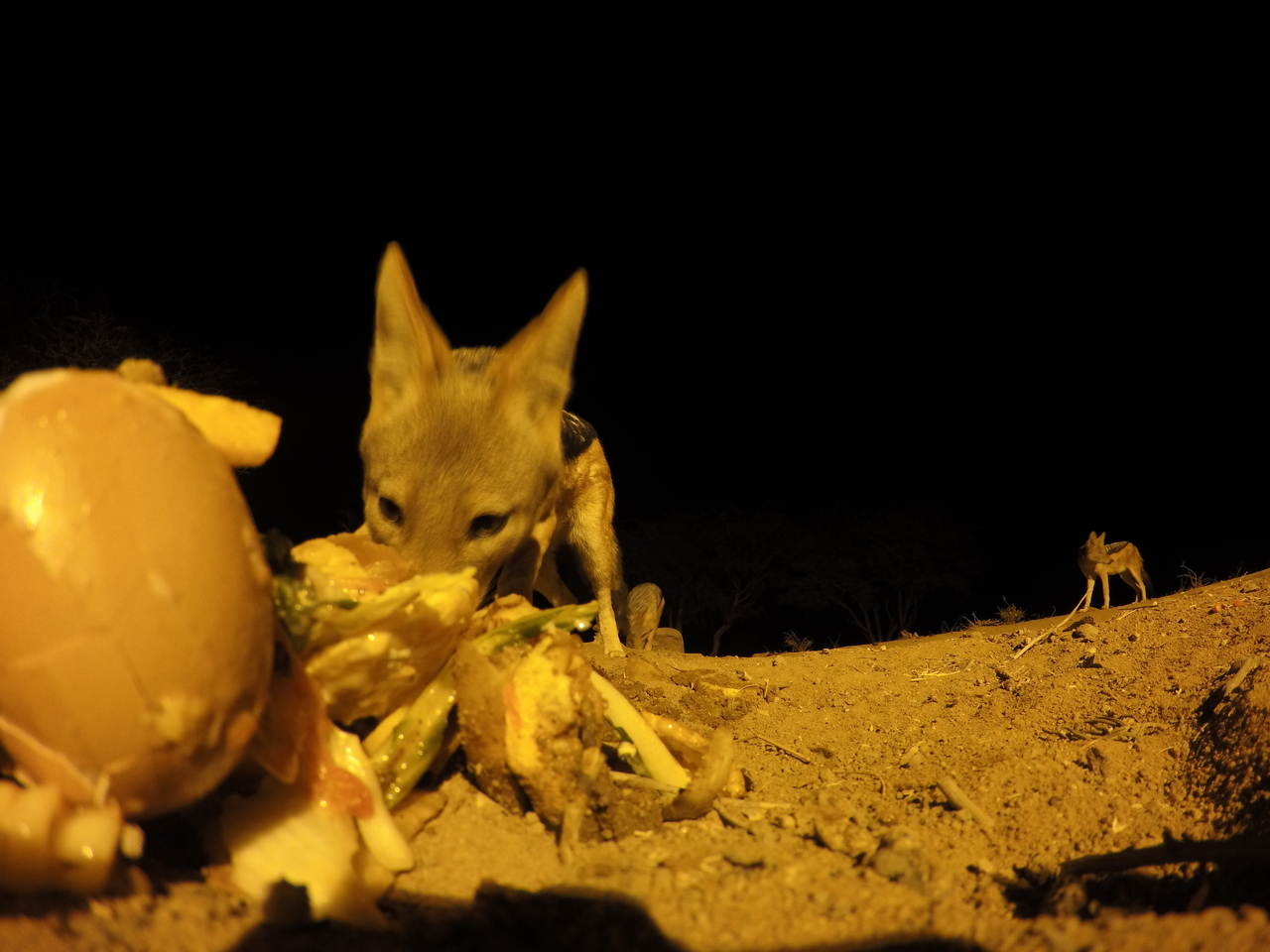 [10229] 2016_06_23_19_01_56_Africa_HERO4_Silver_IMG__03889.jpg