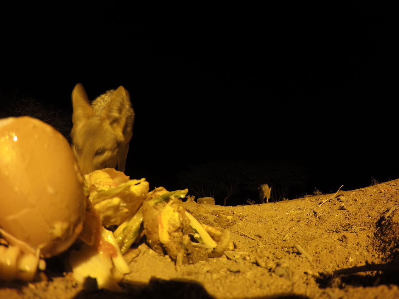 [10264] 2016_06_23_19_02_26_Africa_HERO4_Silver_IMG__00040.jpg