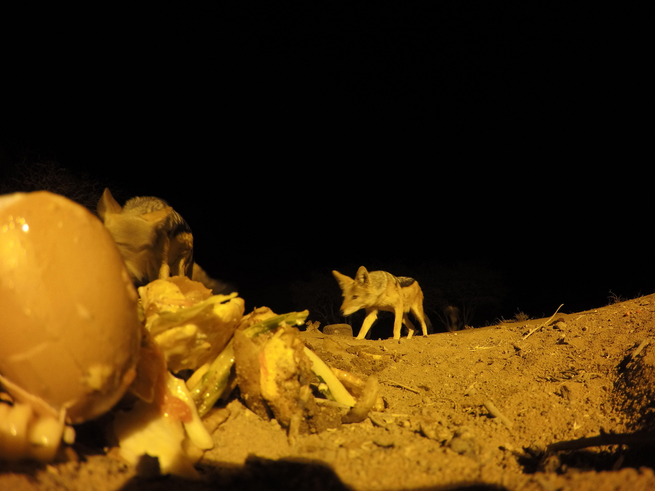 [10277] 2016_06_23_19_02_36_Africa_HERO4_Silver_IMG__03897.jpg