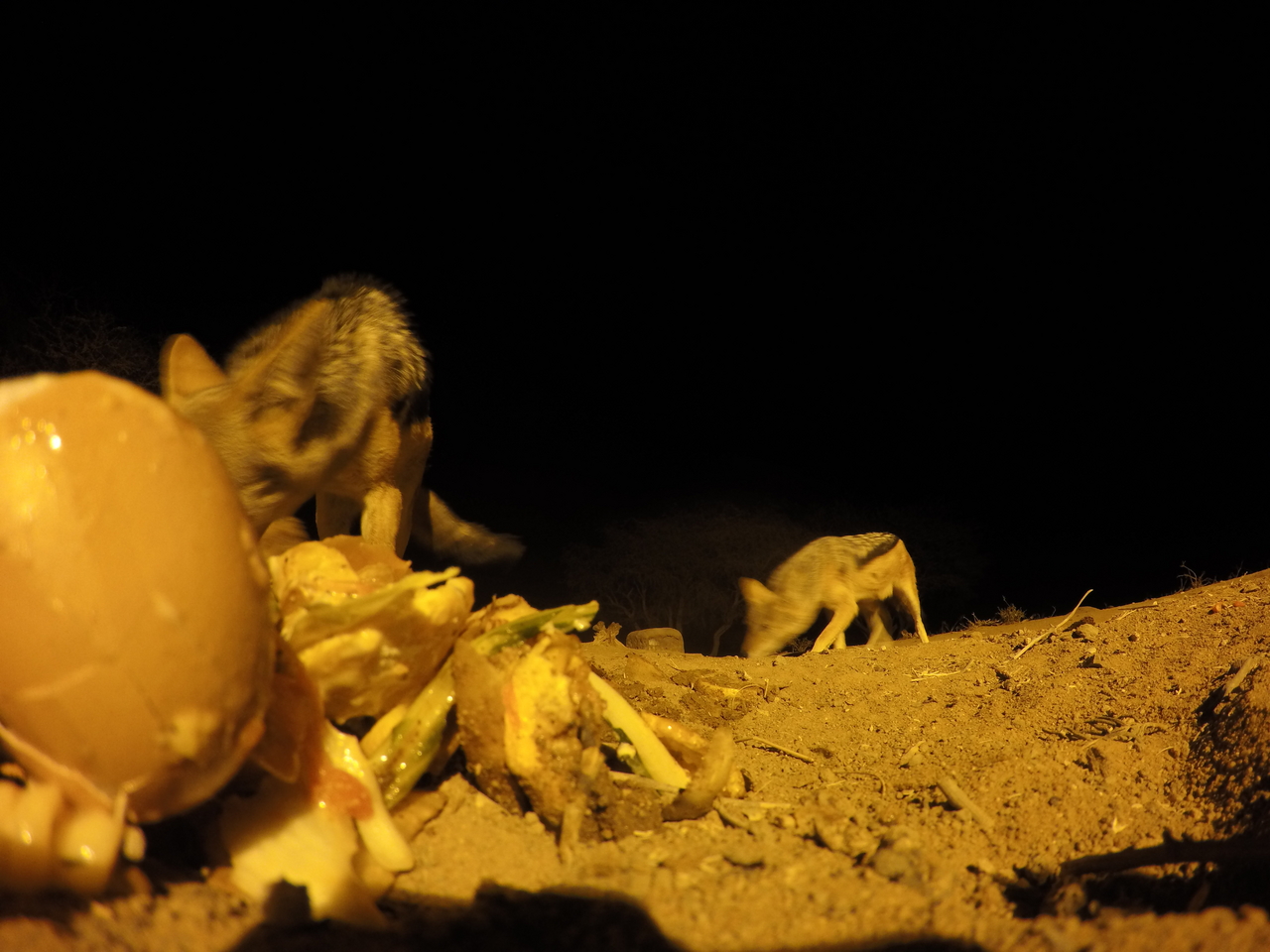 [10287] 2016_06_23_19_02_46_Africa_HERO4_Silver_IMG__03899.jpg