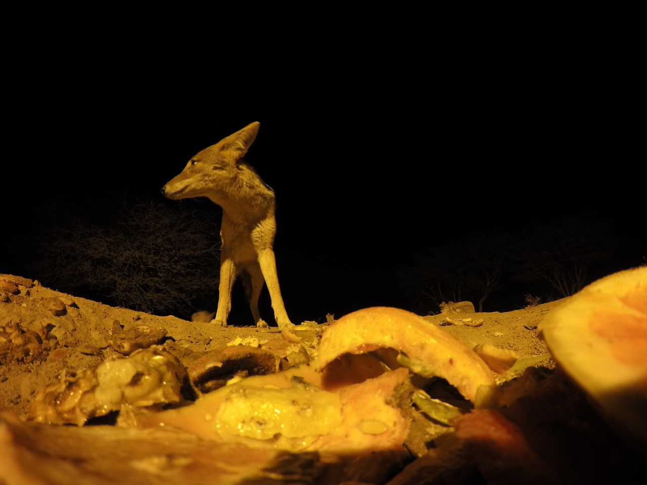 [10452] 2016_06_23_19_05_26_Africa_HERO4_Silver_IMG__00076.jpg