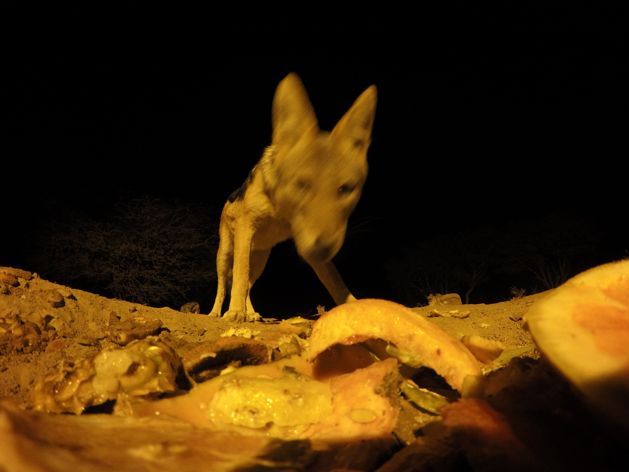 [10470] 2016_06_23_19_05_46_Africa_HERO4_Silver_IMG__00080.jpg