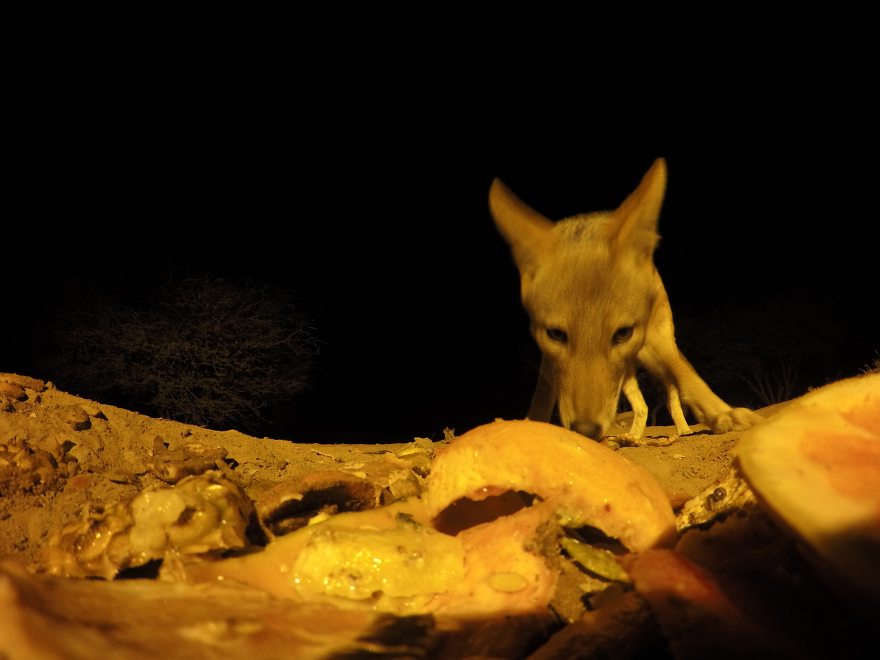 [10530] 2016_06_23_19_06_52_Africa_HERO4_Silver_IMG__00093.jpg