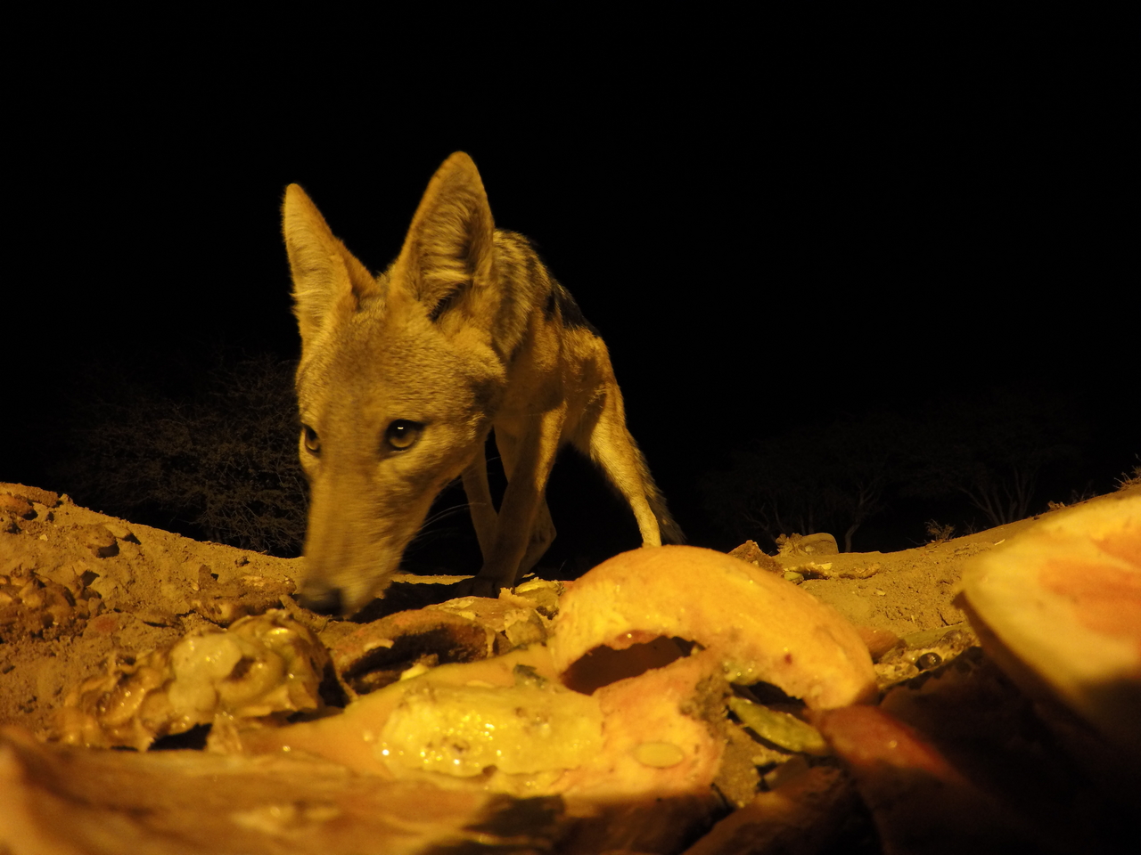 [10574] 2016_06_23_19_07_41_Africa_HERO4_Silver_IMG__00103.jpg