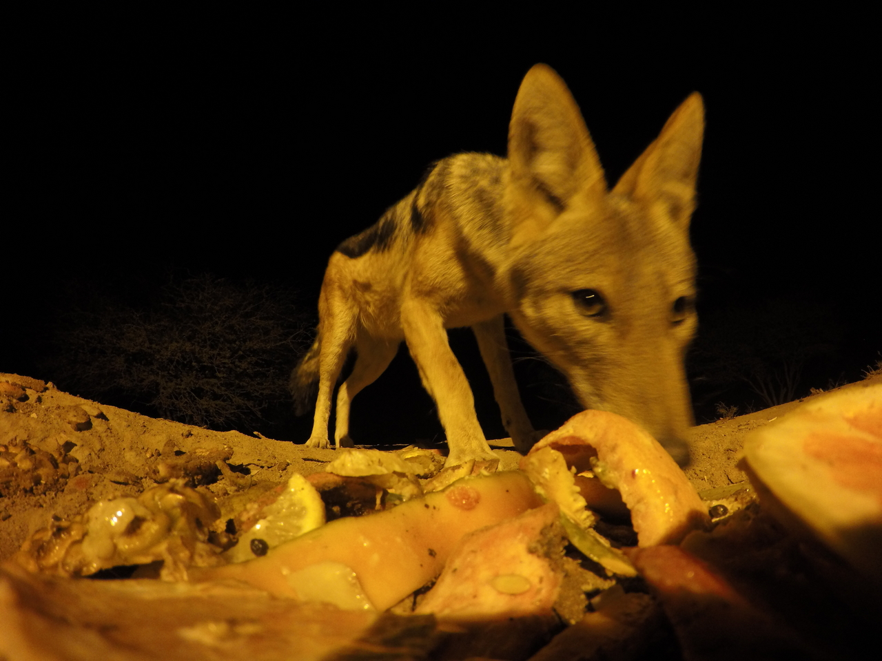 [10588] 2016_06_23_19_07_56_Africa_HERO4_Silver_IMG__00106.jpg