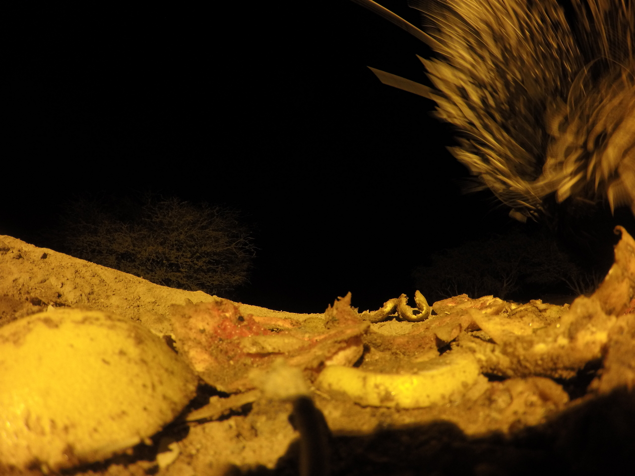 [10954] 2016_06_23_19_53_31_Africa_HERO4_Silver_IMG__04039.jpg