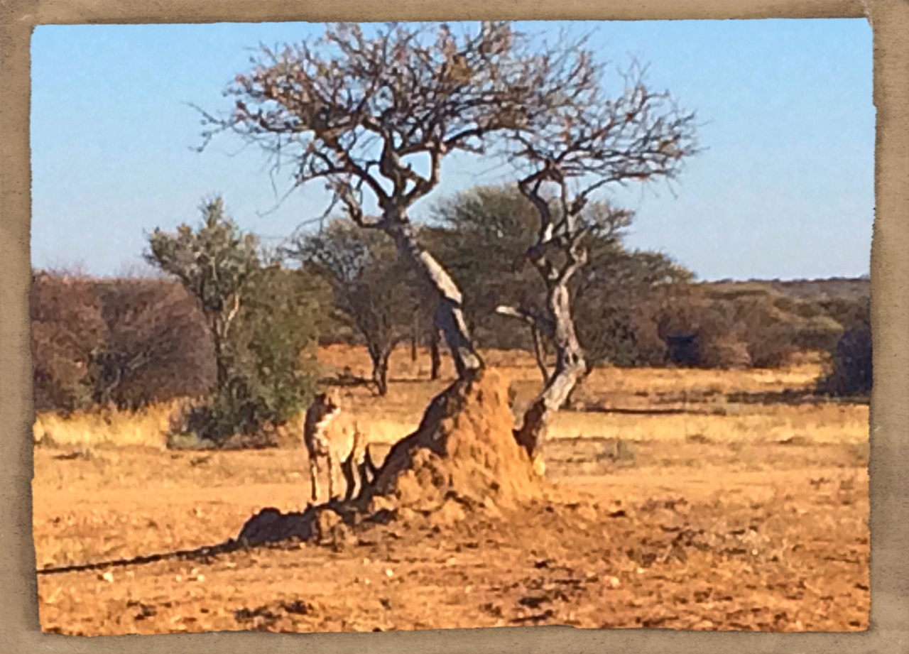 [1195] 2016_06_22_02_56_05_Africa_iPhone_5s_IMG_8062_00164.jpg