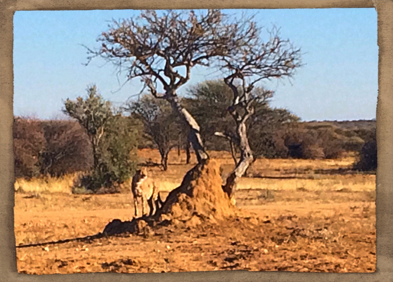[1197] 2016_06_22_02_56_05_Africa_iPhone_5s_IMG_8063_00166.jpg