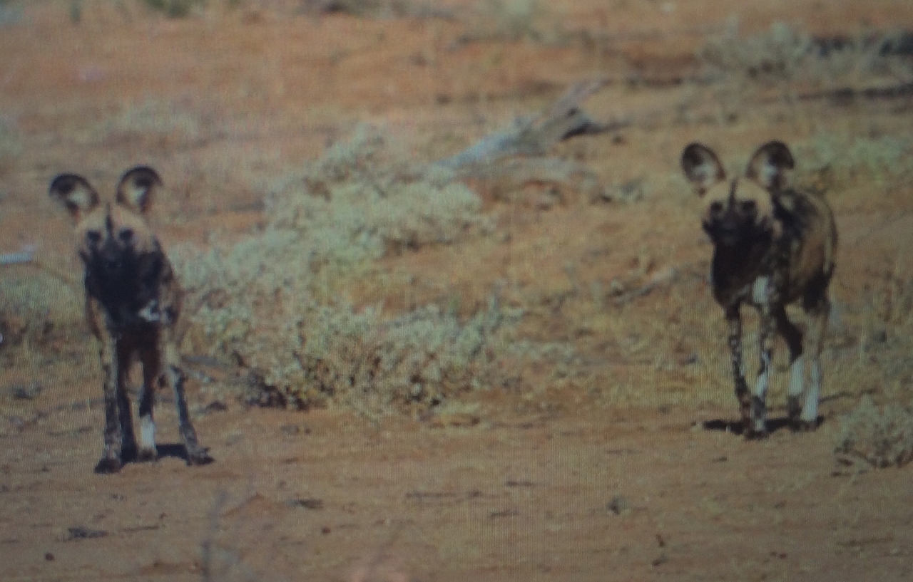 [1817] 2016_06_22_03_24_58_Africa_iPhone_5s_IMG__05777.jpg