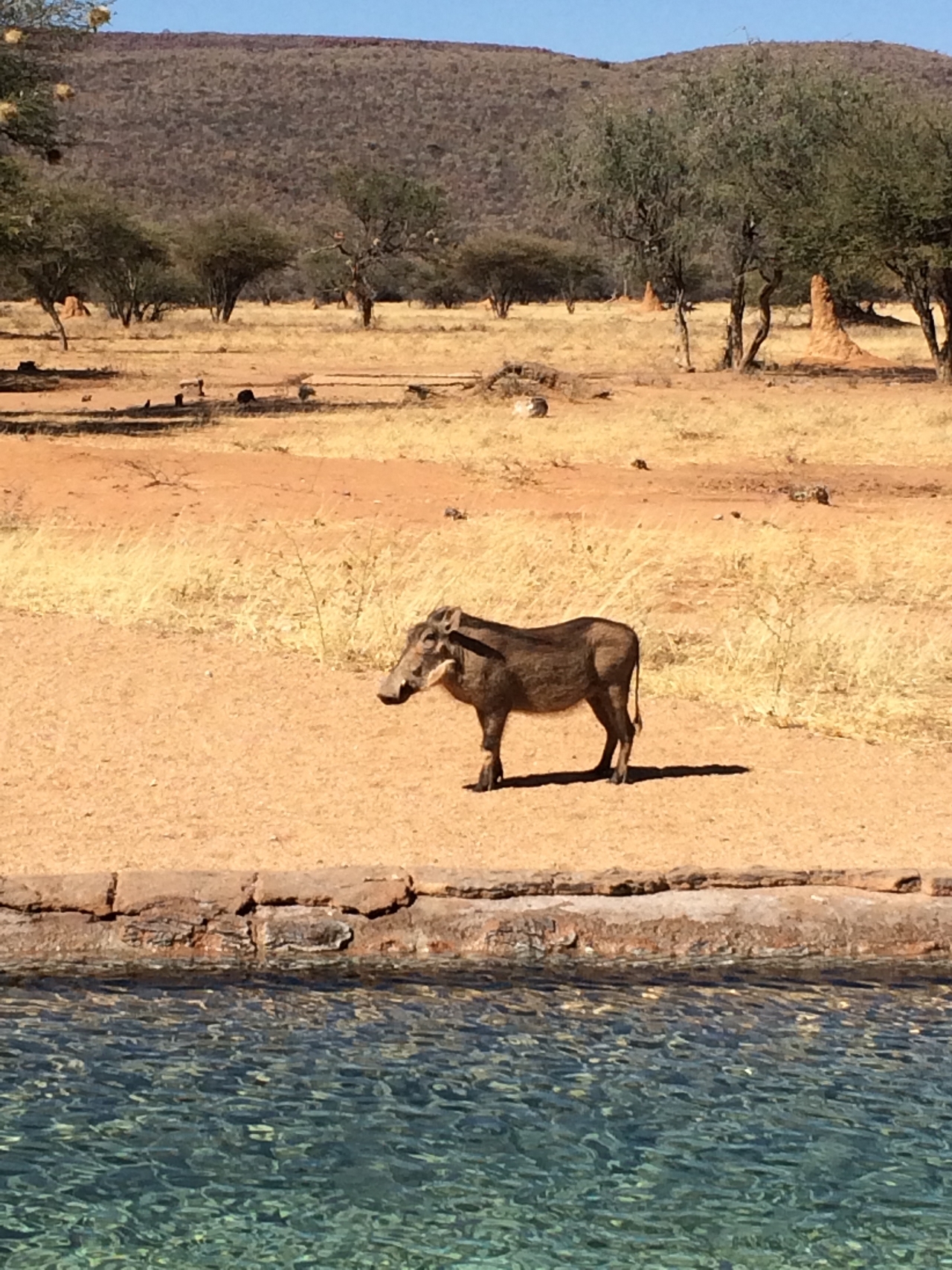 [2162] 2016_06_22_05_53_26_Africa_iPhone_5s_IMG_8069_00178.jpg
