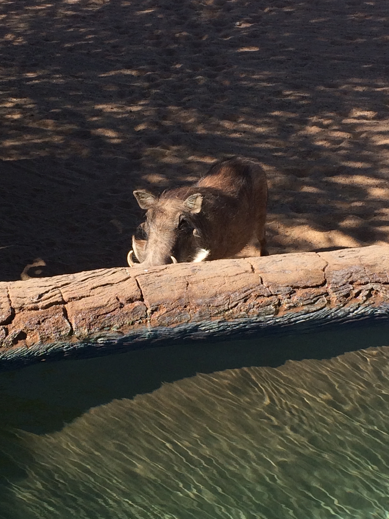 [2170] 2016_06_22_05_53_53_Africa_iPhone_5s_IMG_8071_00182.jpg