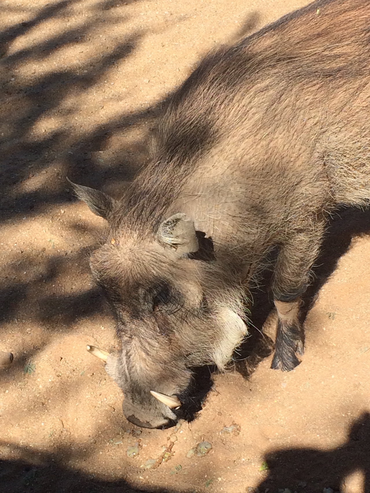 [2180] 2016_06_22_06_00_05_Africa_iPhone_5s_IMG_8073_00186.jpg