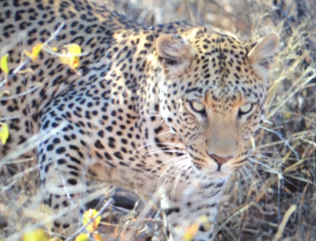 [2219] 2016_06_22_07_04_28_Africa_iPhone_5s_IMG__05813.jpg