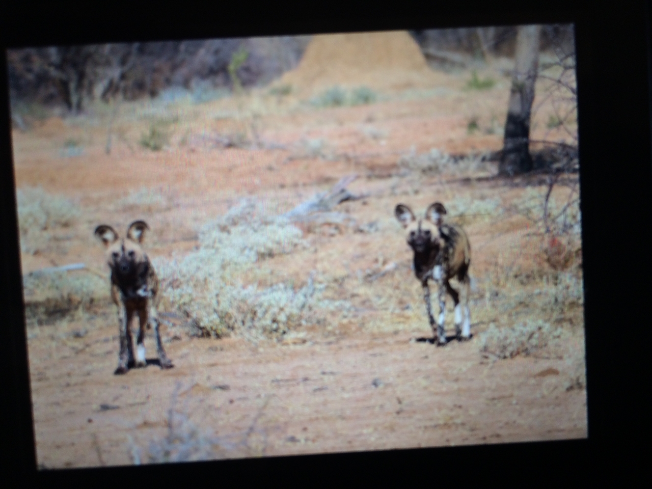 [2223] 2016_06_22_07_06_01_Africa_iPhone_5s_IMG__05815.jpg