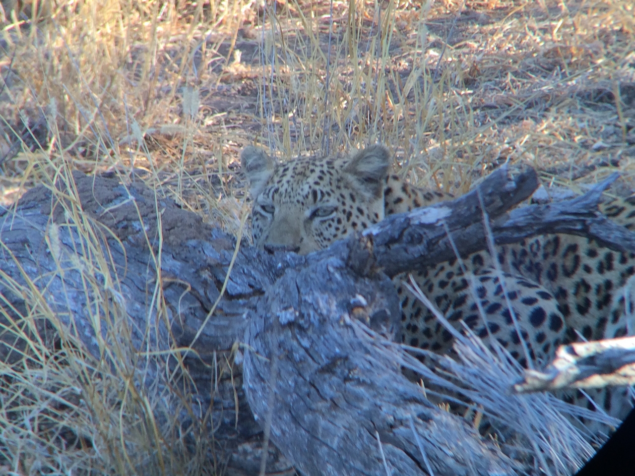 [3011] 2016_06_22_11_18_26_Africa_iPhone_5s_IMG_8096_05832.jpg