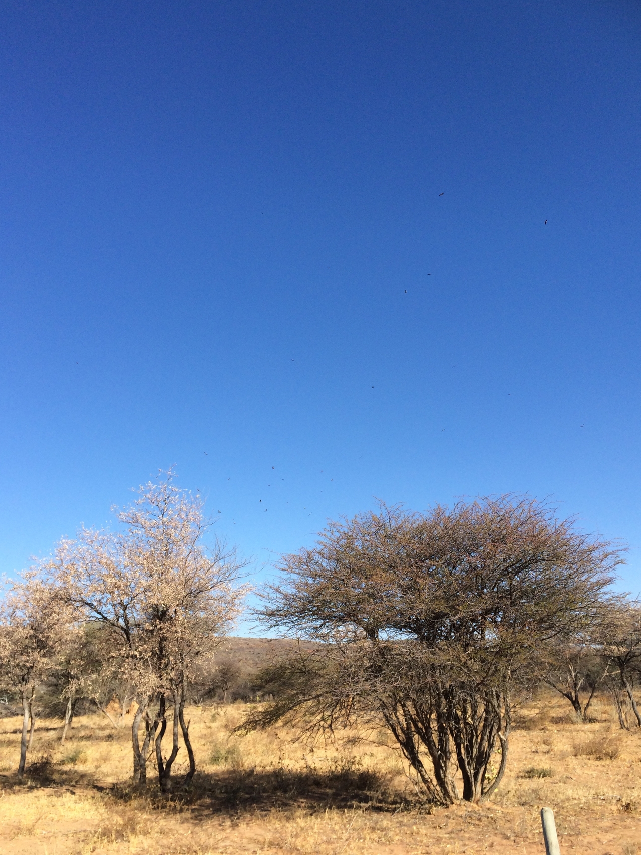 [5371] 2016_06_23_09_56_57_Africa_iPhone_5s_IMG_8171_05912.jpg