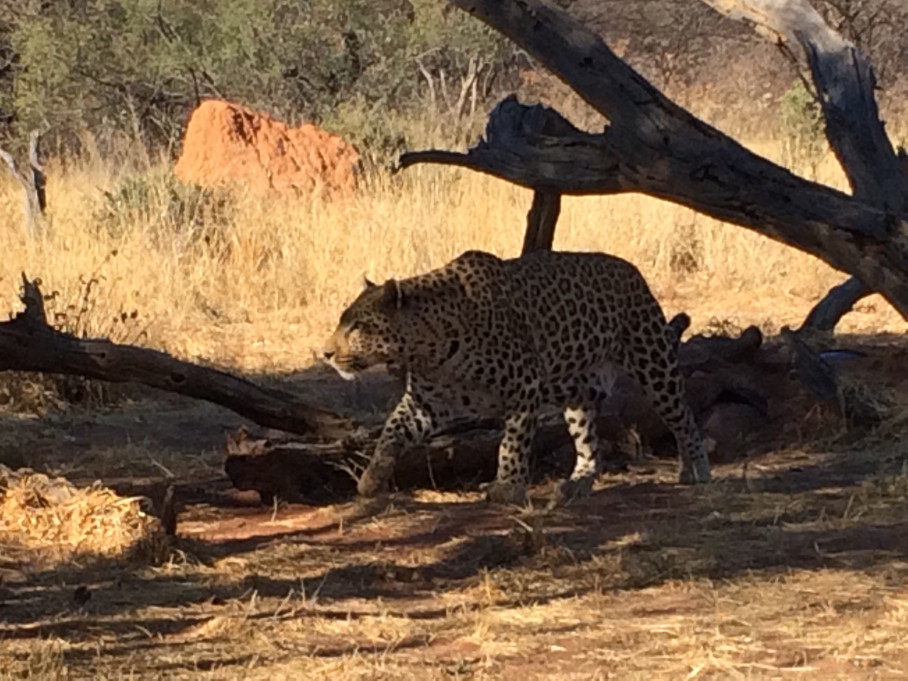 [5528] 2016_06_23_10_16_39_Africa_iPhone_5s_IMG_8174_05918.jpg