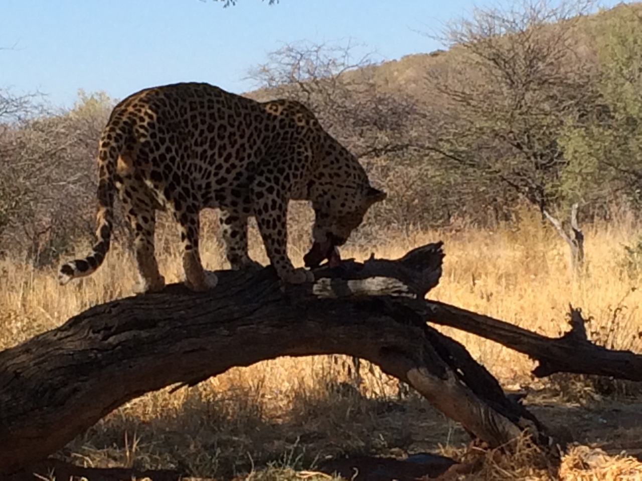 [5535] 2016_06_23_10_16_44_Africa_iPhone_5s_IMG_8176_00308.jpg