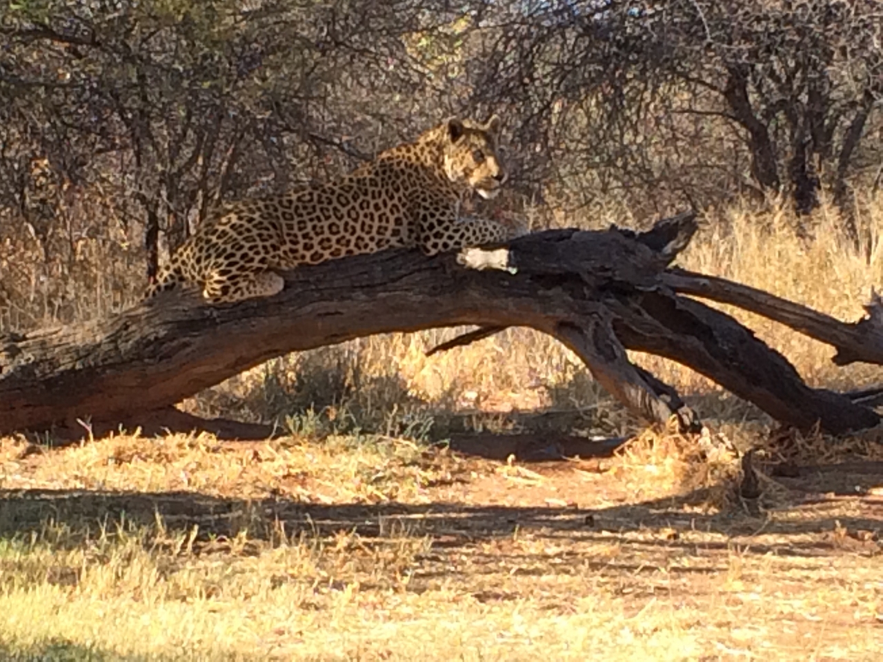 [5627] 2016_06_23_10_23_50_Africa_iPhone_5s_IMG_8180_00312.jpg