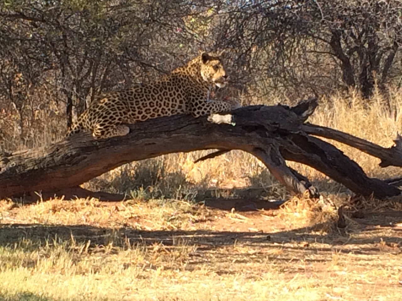 [5631] 2016_06_23_10_23_51_Africa_iPhone_5s_IMG_8181_00314.jpg