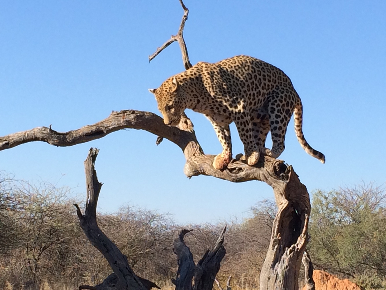 [5827] 2016_06_23_10_26_48_Africa_iPhone_5s_IMG_8186_00322.jpg
